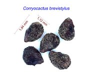 Corryocactus brevistylus.jpg